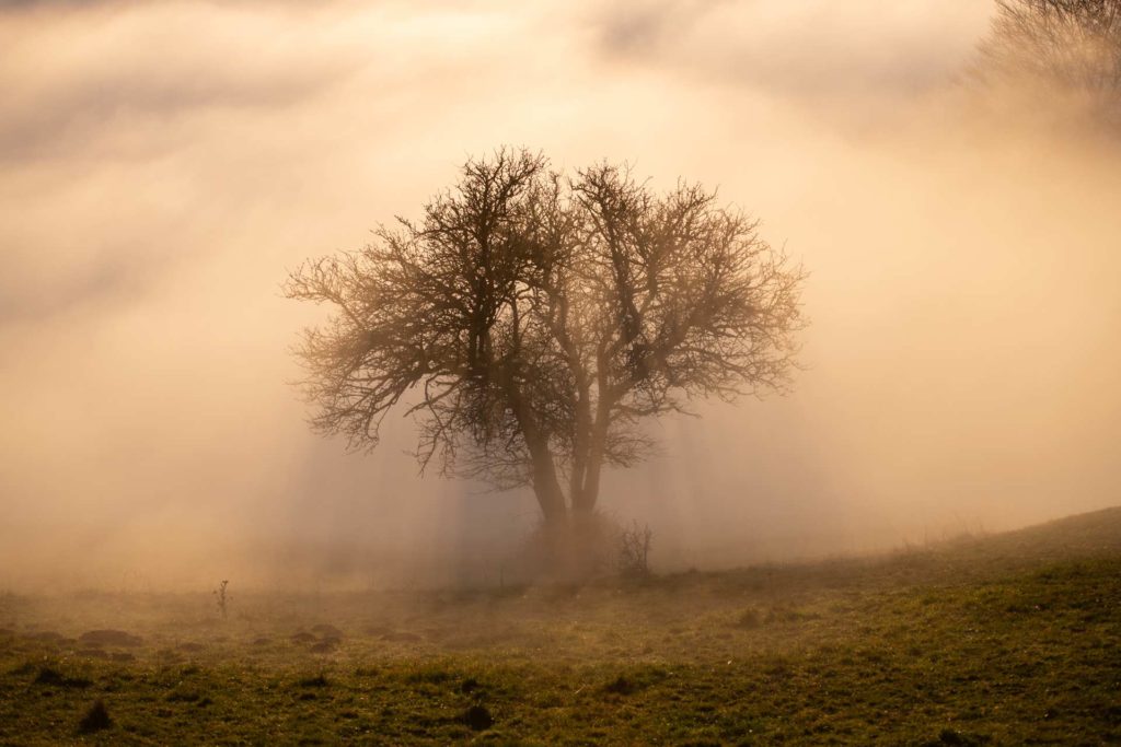 A tree engulfed by fog